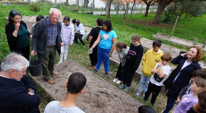 Alunos semearam trigo barbela no Cadaval