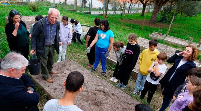 Alunos semearam trigo barbela no Cadaval