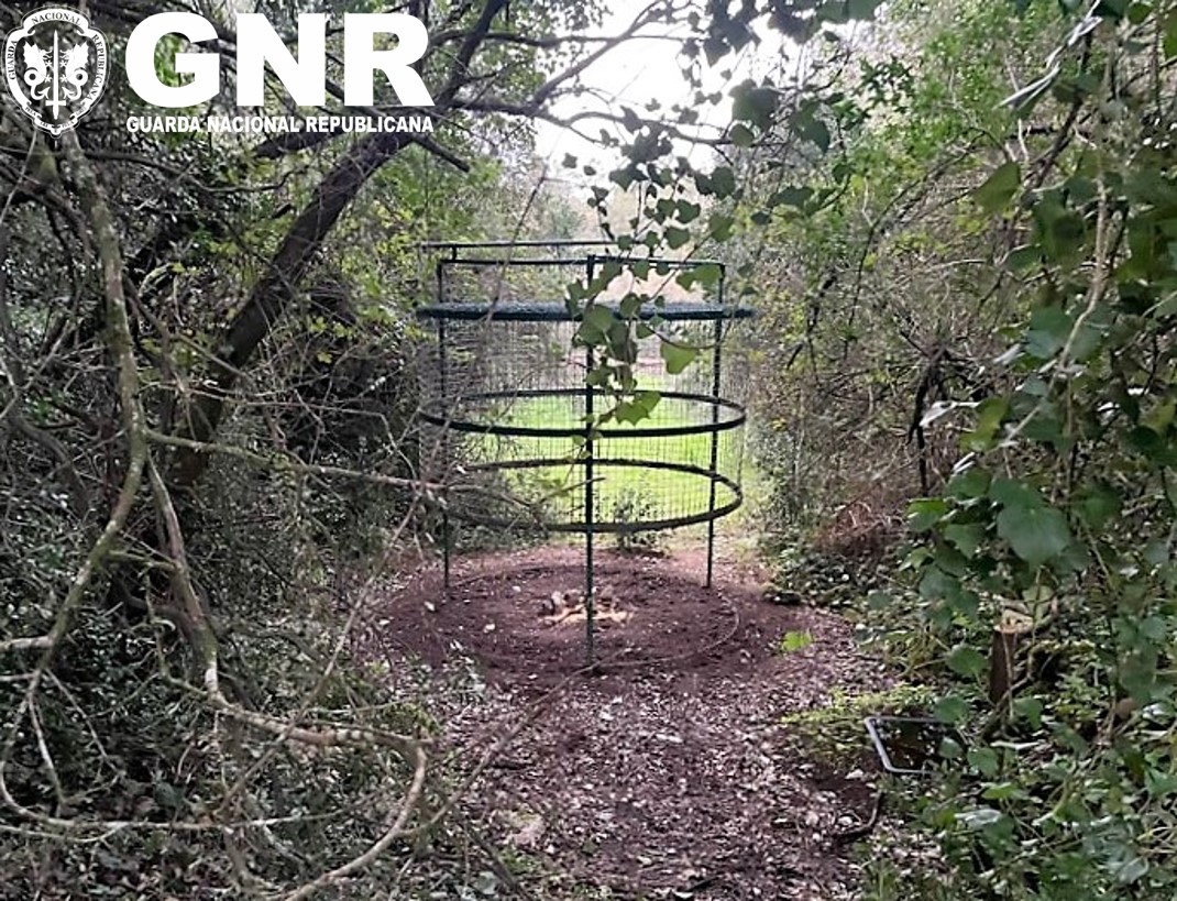 Detido por caça através de processos e meios não autorizados