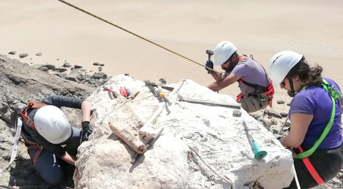 Dinossauros da Lourinhã em exposição na vila geminada de Deuil-La Barre