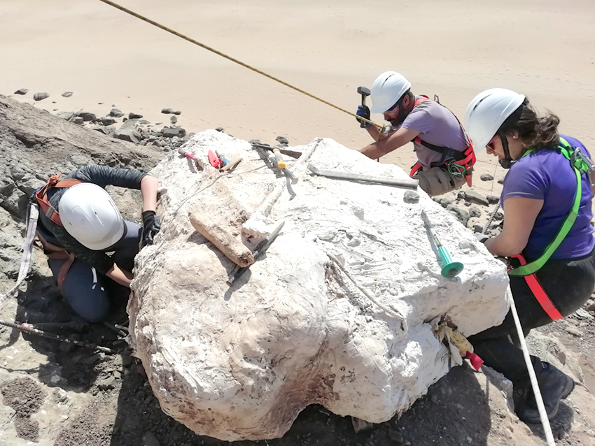 Dinossauros da Lourinhã em exposição na vila geminada de Deuil-La Barre