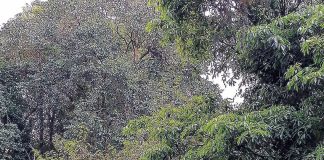 Há pessoas a viver em tendas no Parque e Mata