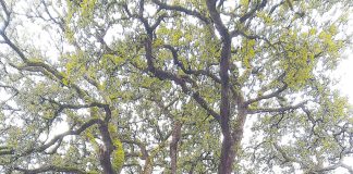 Movimento pede classificação de árvores