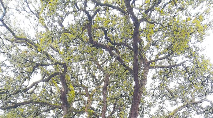 Movimento pede classificação de árvores