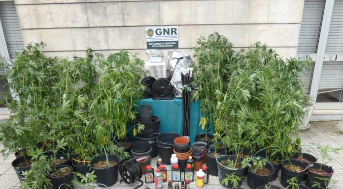 Dois detidos em Peniche por tráfico e cultivo de cannabis