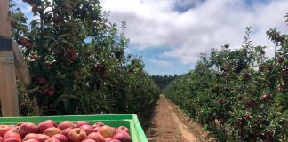Campanha da Maçã de Alcobaça fica 30% abaixo do normal