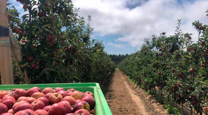 Campanha da Maçã de Alcobaça fica 30% abaixo do normal