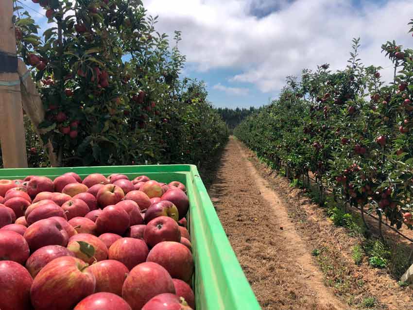 Campanha da Maçã de Alcobaça fica 30% abaixo do normal