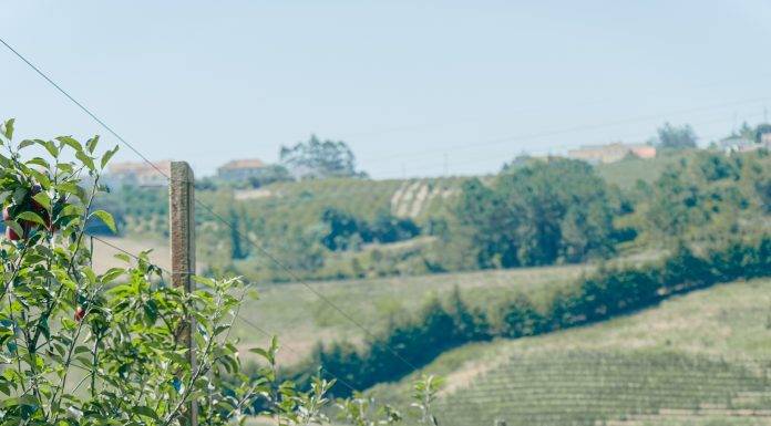 Compal oferece experiência imersiva em família num pomar das Caldas da Rainha