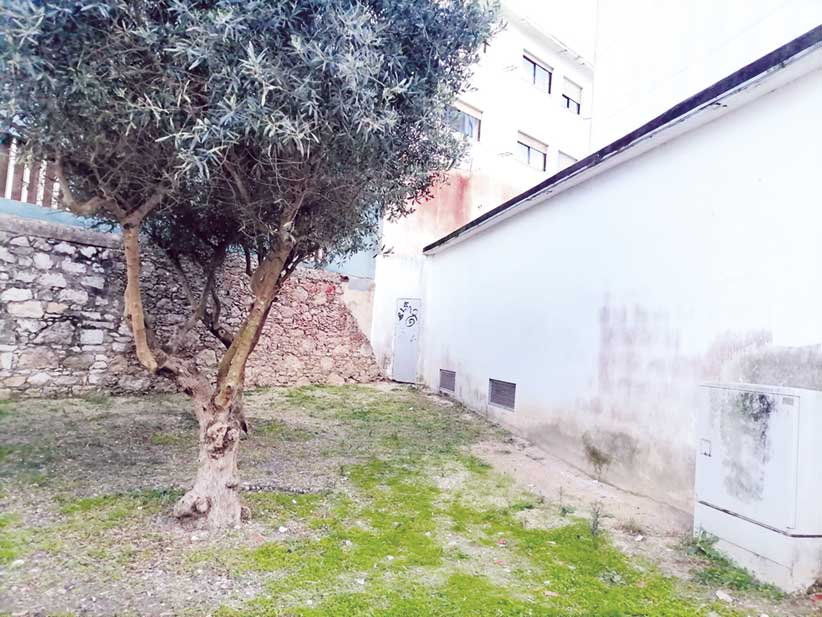 Ratos perto da Segurança Social causam alarme