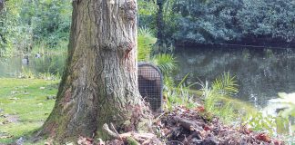 Queda de árvore leva a interdição de espaço no Parque