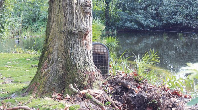 Queda de árvore leva a interdição de espaço no Parque