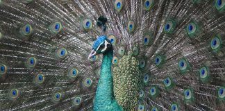 Foco de Gripe Aviária detetado nas Caldas da Rainha após morte de pavões do parque