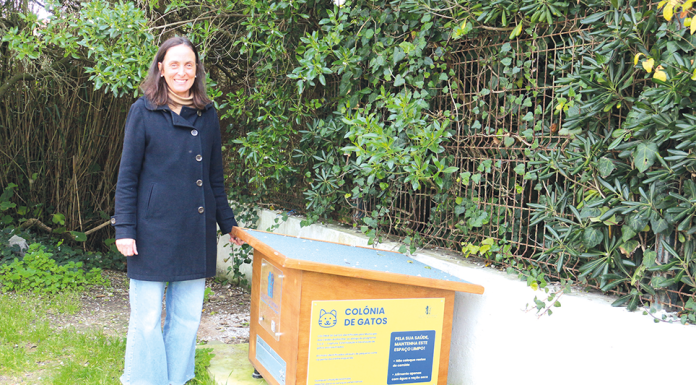 Casas abrigam colónias de gatos