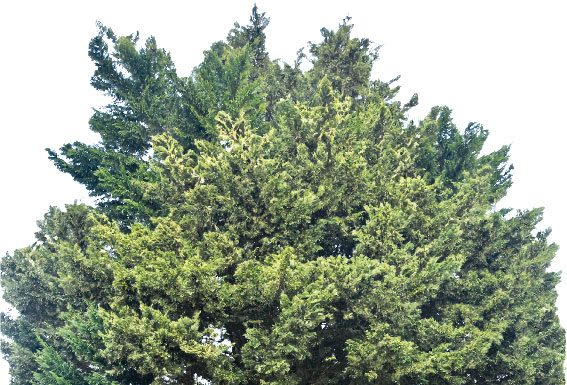 Nas Caldas há uma rota com as árvores mais emblemáticas do concelho