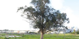 Festa da Árvore no Parque das Águas Santas