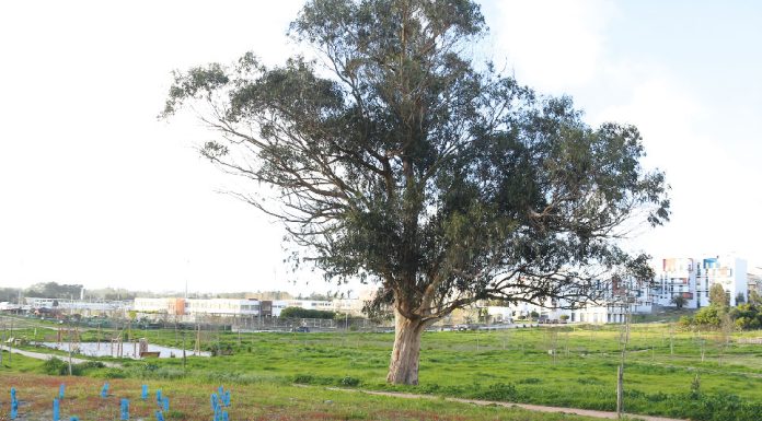 Festa da Árvore no Parque das Águas Santas