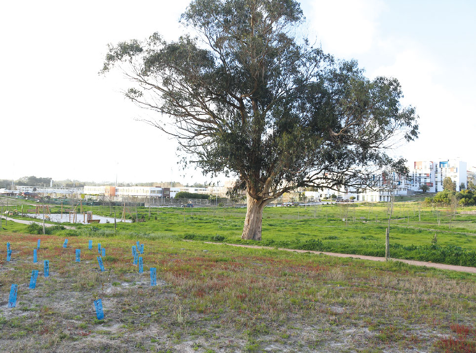 Festa da Árvore no Parque das Águas Santas