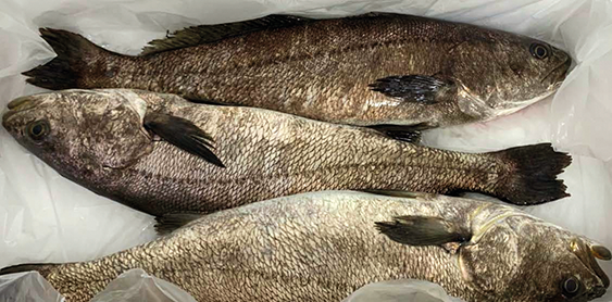 Empresa nacional é a primeira no mundo com aquacultura de corvina em recirculação