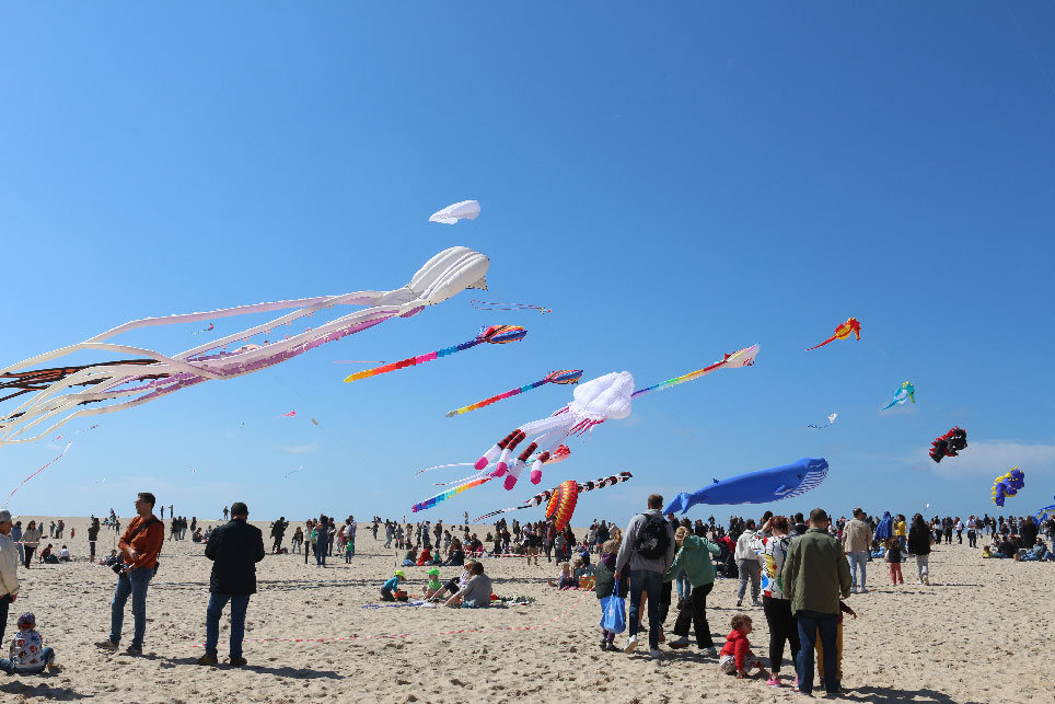 Papagaios levaram milhares à Foz do Arelho