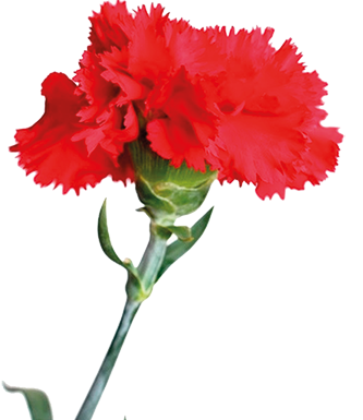 Região celebra os 51 anos do 25 de Abril