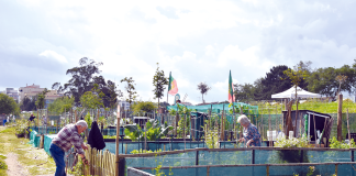 Hortas urbanas mantêm comissão de gestão