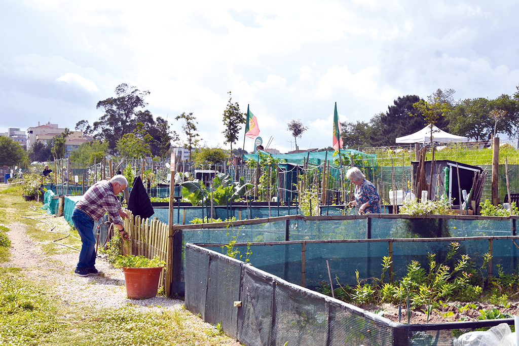 Hortas urbanas mantêm comissão de gestão