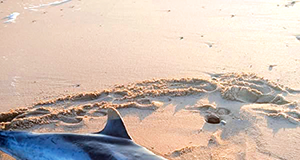 Golfinho devolvido à água na praia da Foz do Arelho