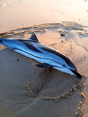 Golfinho devolvido à água na praia da Foz do Arelho