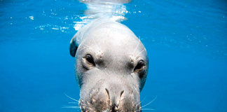 Peniche – Mostra de fotografia subaquática alerta para preservação