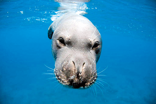 Peniche – Mostra de fotografia subaquática alerta para preservação