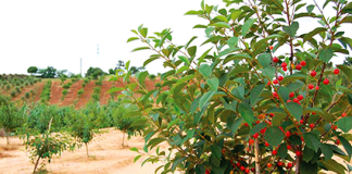 Festival de Ginja este fim de semana na Amoreira