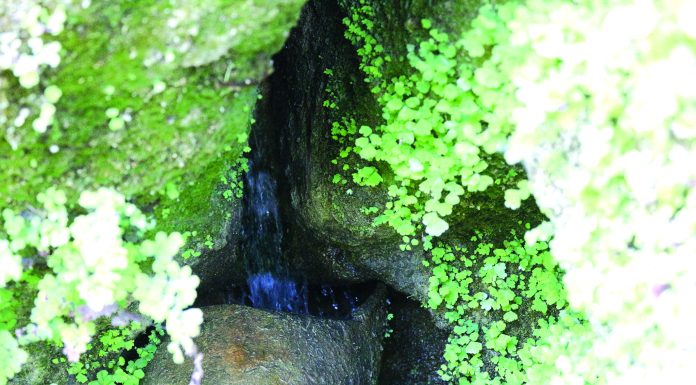 Cortém quer ter uma piscina fluvial