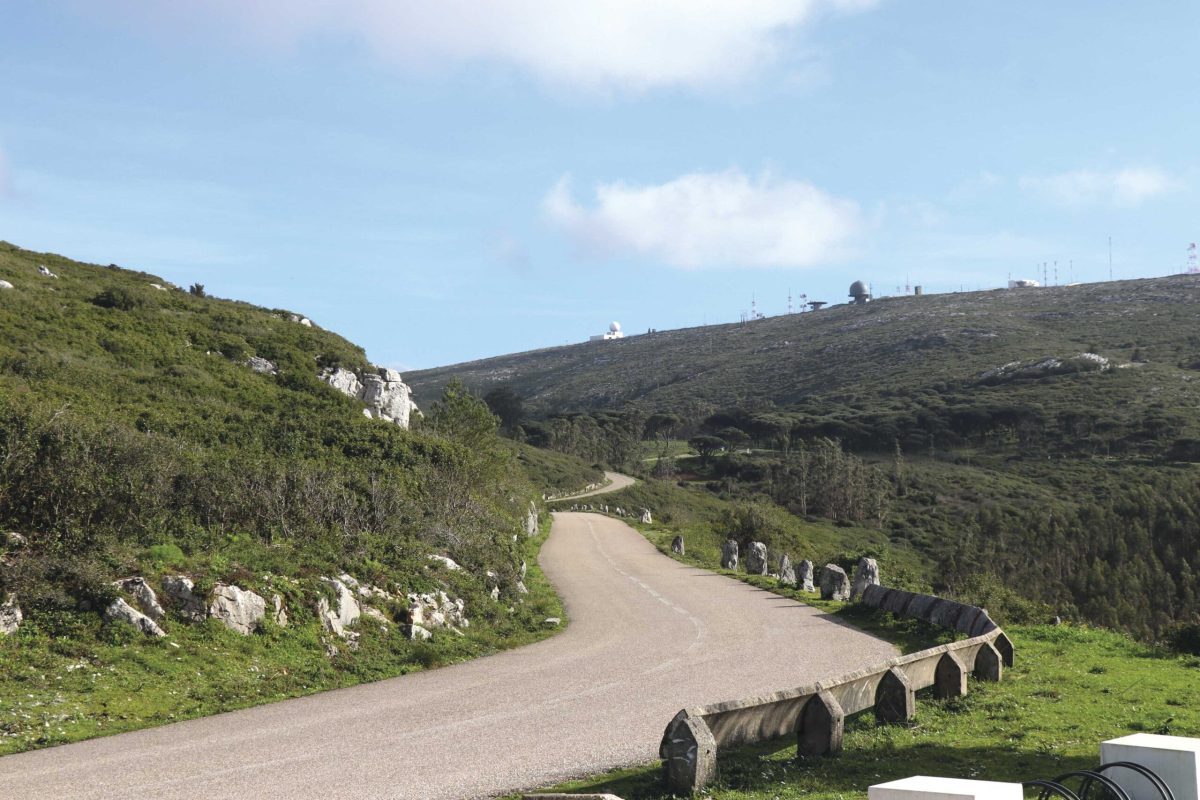 Ambientalistas alertam para aumento do eucaliptal na serra do Montejunto