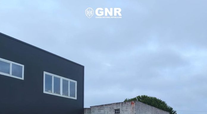 GNR encontrou 69 imigrantes a dormir em tendas na apanha da pera no Cadaval
