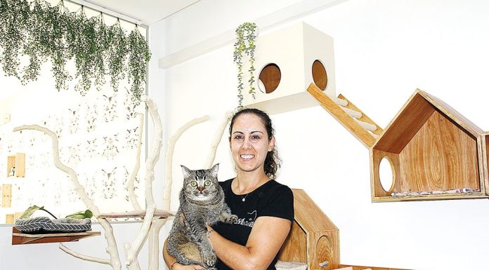 Miau Boutique Hotel: um hotel só para gatos nas Caldas