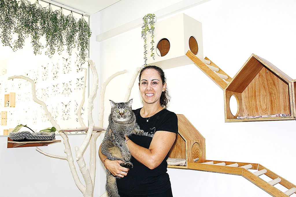 Miau Boutique Hotel: um hotel só para gatos nas Caldas