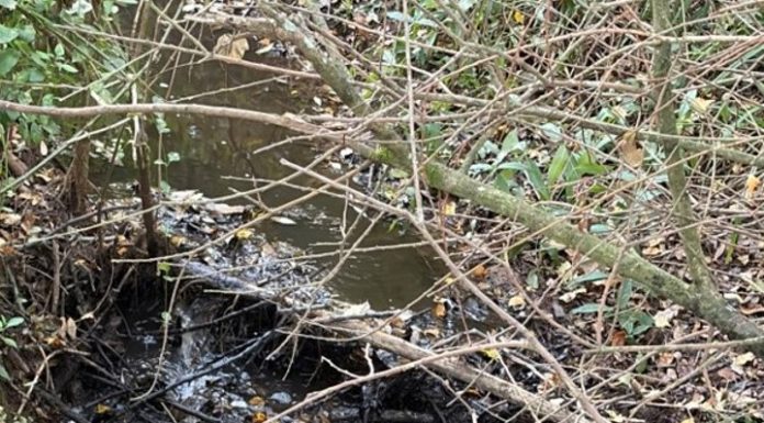 Detetada descarga ilegal de efluentes pecuários em Aljubarrota