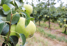 Acordo UE-Mercosul abre oportunidades, mas produtores querem regras iguais