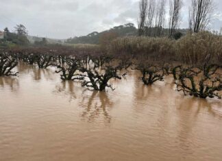 Agricultores em Alcobaça com prejuízos sobretudo nas culturas protegidas