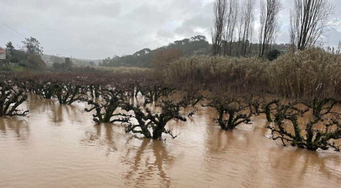 Agricultores em Alcobaça com prejuízos sobretudo nas culturas protegidas