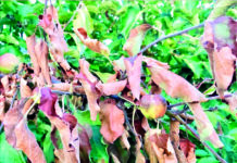 Caldas: AIRO adia debate sobre o Fogo Bacteriano