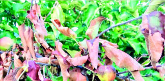 Caldas: AIRO adia debate sobre o Fogo Bacteriano