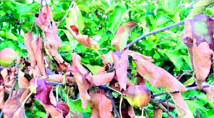 Caldas: AIRO adia debate sobre o Fogo Bacteriano