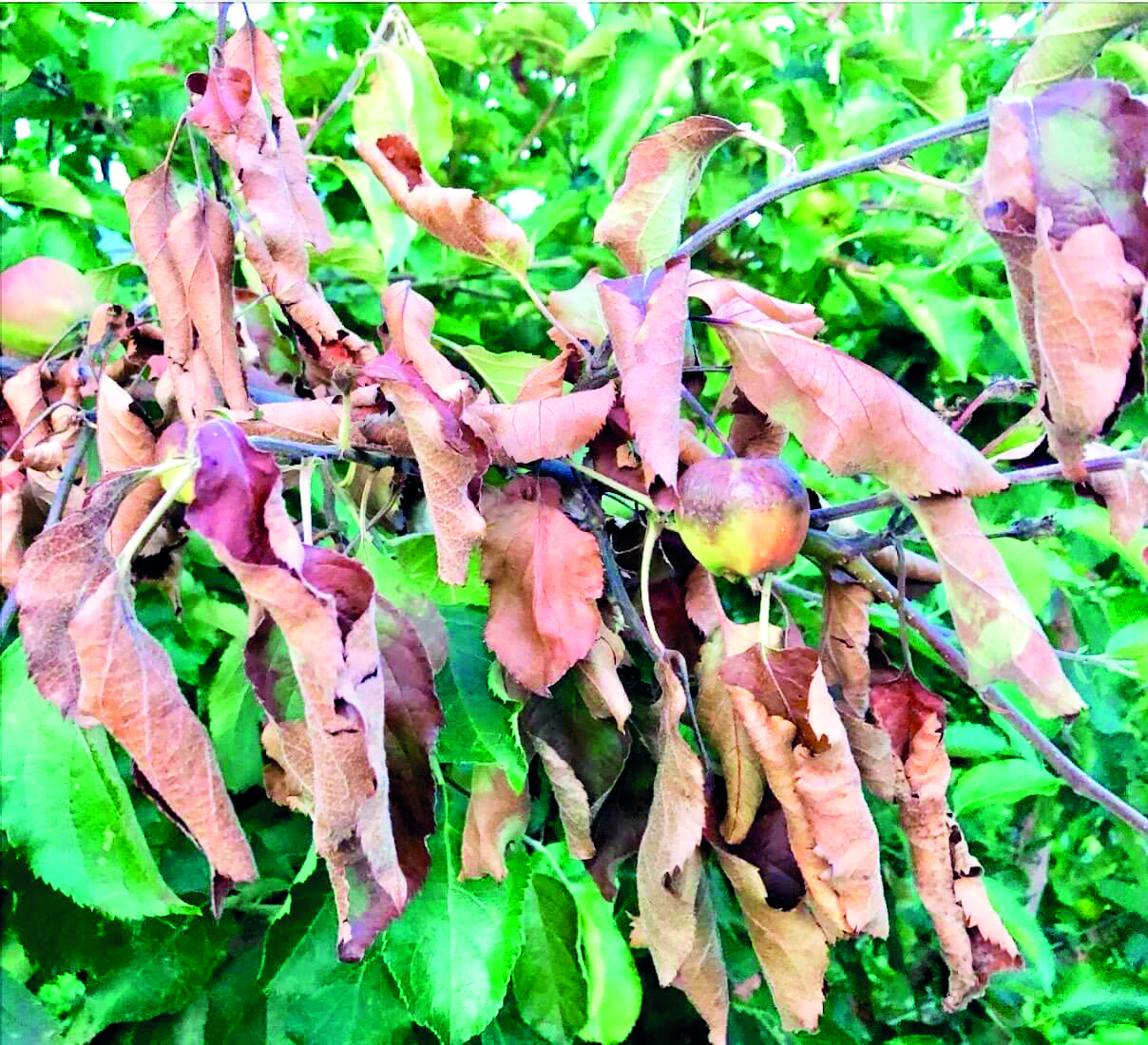 Caldas: AIRO adia debate sobre o Fogo Bacteriano