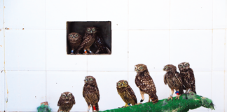 Aumentam anualmente os animais acolhidos pelo CRASM