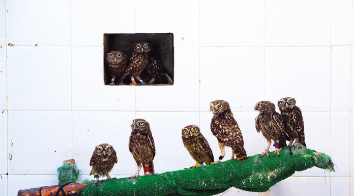 Aumentam anualmente os animais acolhidos pelo CRASM