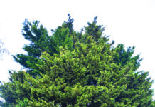 Alunos do 2º ciclo vão ter Festa da Árvore