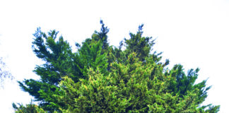 Alunos do 2º ciclo vão ter Festa da Árvore