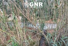 Descarga de efluentes suinícolas em Alvorninha